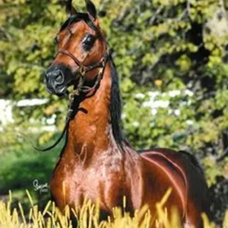 Brass one of the last great Bask sons!