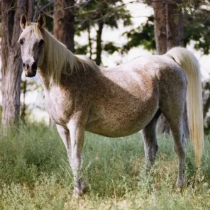 NAFAIRTITI