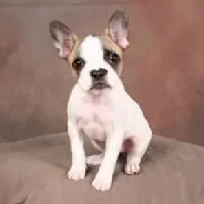 Faux Frenchbo Bulldog (Designer Dog)