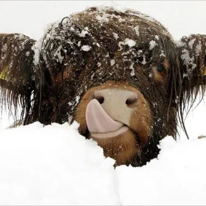 Animals in Winter We Domesticate
