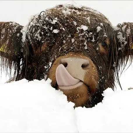 Animals in Winter - the contrast creates some of the most beautiful pallets