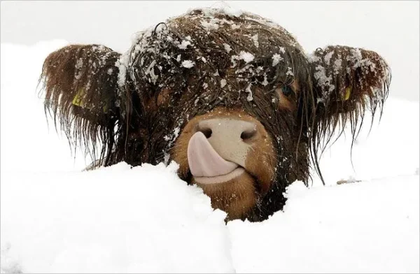 Animals in Winter - the contrast creates some of the most beautiful pallets