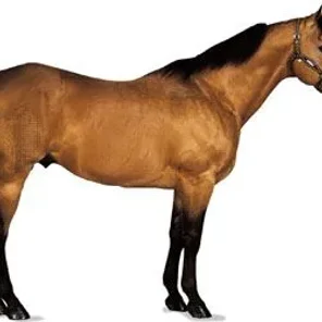 Thoroughbred Horse - Pt 2