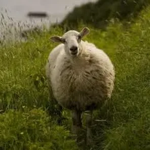Newfoundland