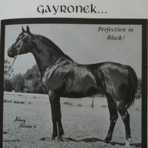 GAYRONEK