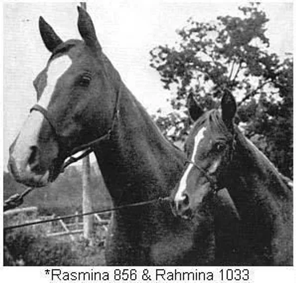 *RASMINA