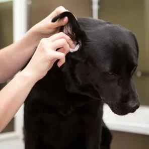 Cleaning a dog's ears