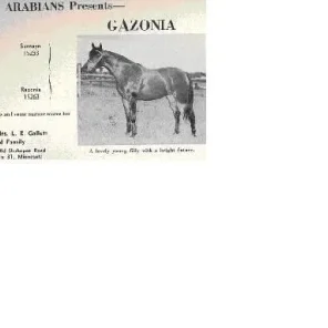 GAZONIA