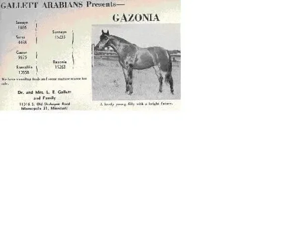 GAZONIA