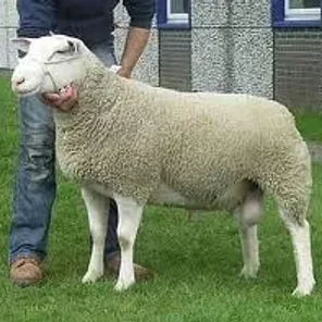 Berichon du Cher