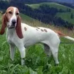 Schweizer Laufhund