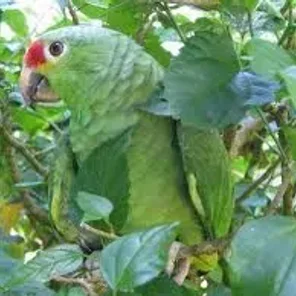 Red-fronted Parrotlet