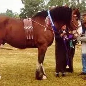 Australian Draught