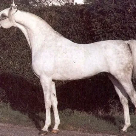 Crusader