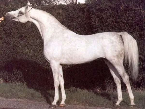 Crusader
