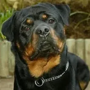 Rott Pei (Designer Dog)