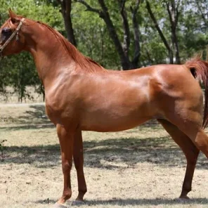 Alluring Chance