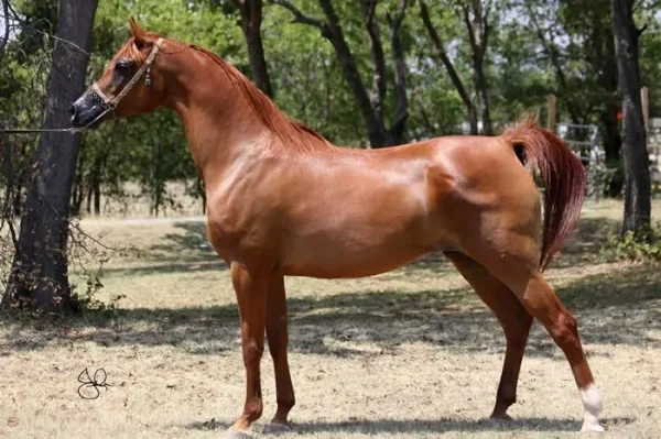 Alluring Chance