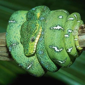 Snake