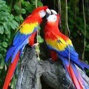 Scarlet Macaw