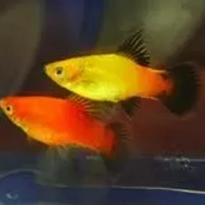 Platies