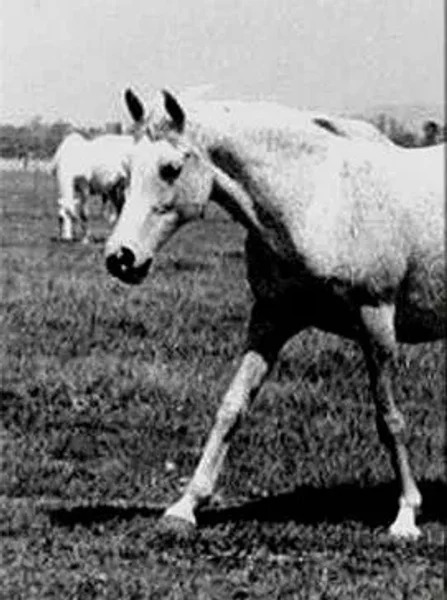 Masyra