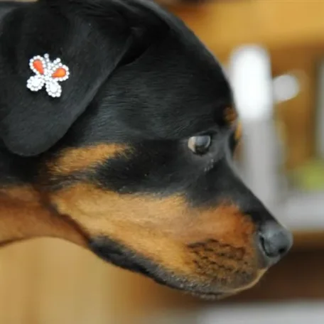 Jorge Bendersky applies a temporary tattoo to Joanne Rosten's Rottweiler, Pearl