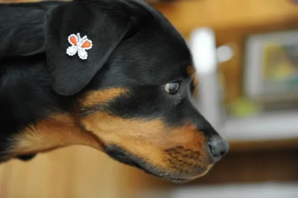 Jorge Bendersky applies a temporary tattoo to Joanne Rosten's Rottweiler, Pearl