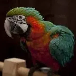 Harligold
