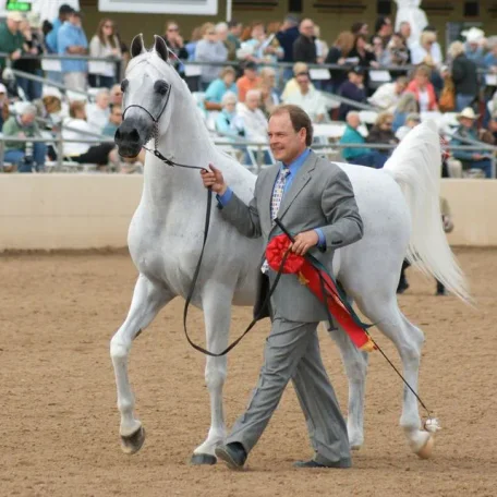 Audacious PS (Fame VF x Hal Flirtatious) 1994 grey arabian stallion bred by Judith Murphy and now owned by Varian Arabians.