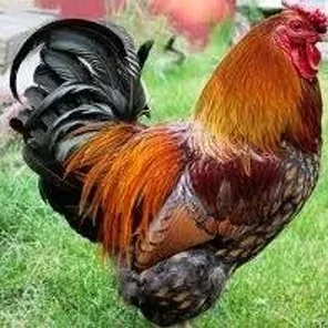 Golden Laced Wyandotte