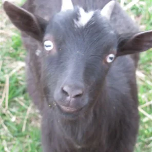Sister Girl Goat