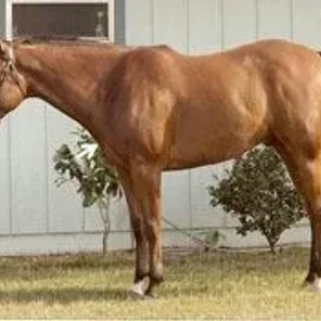 Evaluating Horse Conformation Pt 3
