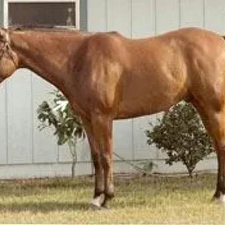horse conformation #conformation