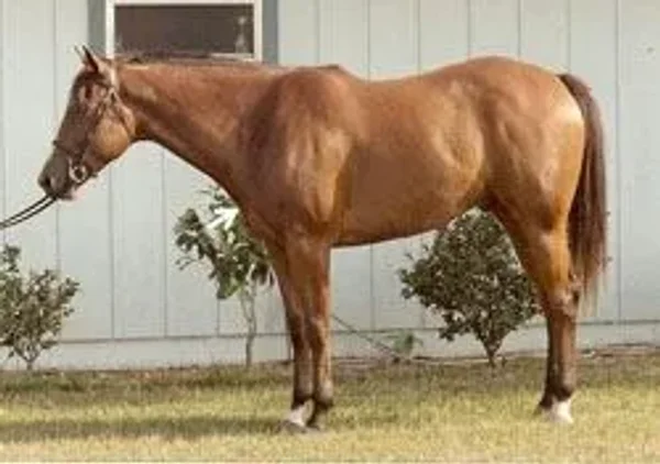 horse conformation #conformation