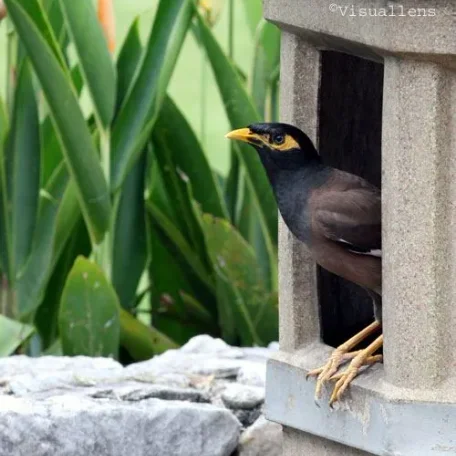 Pet Mynah