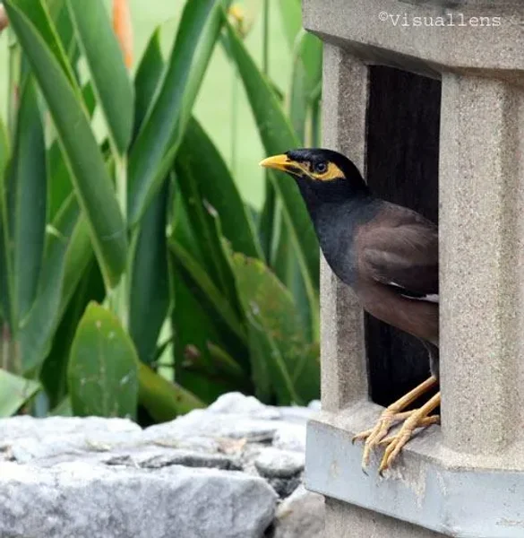 Pet Mynah