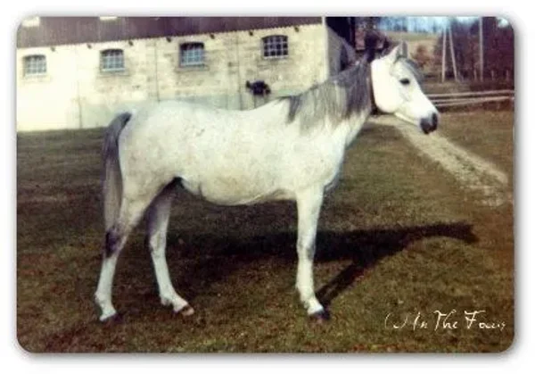 MOHEBA II