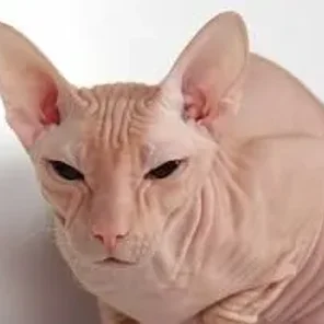 Donskoy or Don Sphynx
