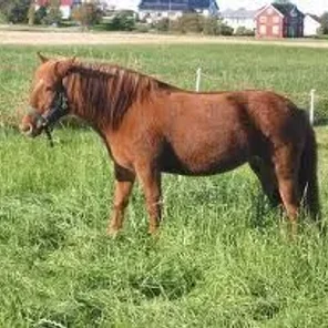 Nordlandshest