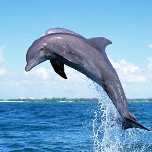 Flipper