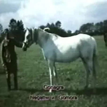 Gonagra