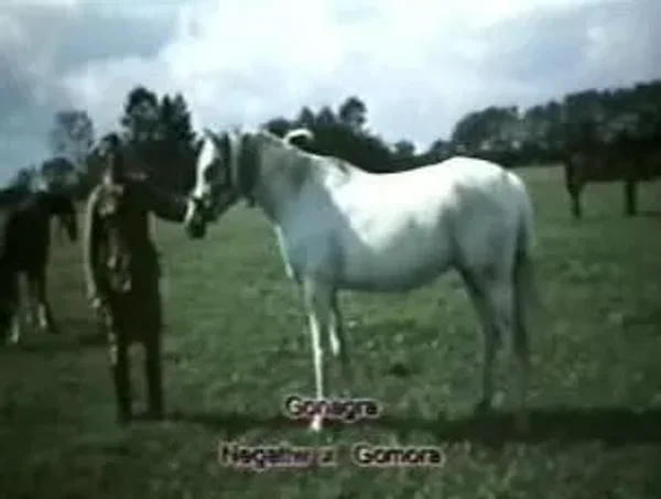 Gonagra