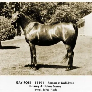 Gay-Rose