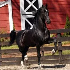 Dutch Harness