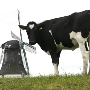 Groningen