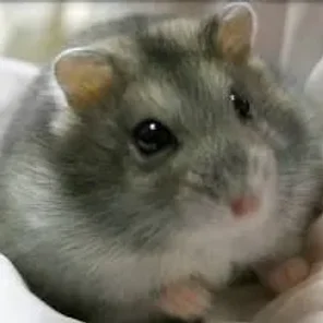 Djungarian (Siberian-Winter White Russian Dwarf)