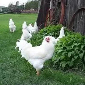White Chantecler