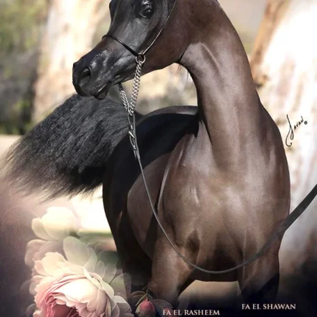 Luxemere Pshanelle proudly breed by Suzanne Acevedo & Todd R