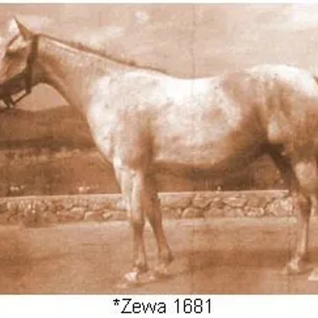 *ZEWA